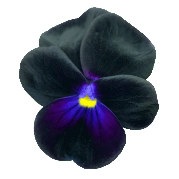 Victorian Viola Prunella